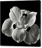Morea Lily 2 In Black And White Canvas Print
