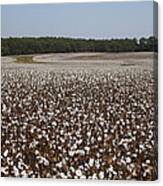 Morgan County Cotton Crop Canvas Print