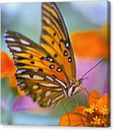 Morning Butterfly Canvas Print