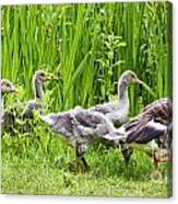 Mother Goose Leading Goslings Canvas Print