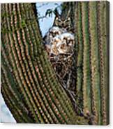 Mother Owl With Chicks Cactus Nest Canvas Print