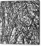 Motor Neuron Of Cat Canvas Print