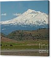 Mount Shasta Canvas Print