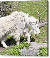 Mountain Goat Coat Canvas Print