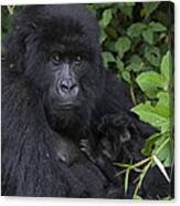 Mountain Gorilla Mother And Infant Parc Canvas Print
