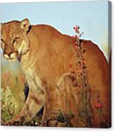 Mountain Lion Puma Concolor Portrait Canvas Print