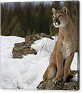 Mountain Lion Puma Concolor Sitting Canvas Print