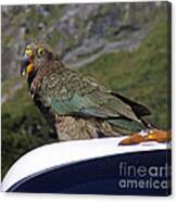 Mountain Parrot Canvas Print