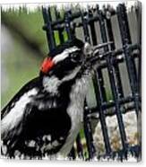 Mr Downy Woodpecker Canvas Print