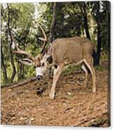 Mule Deer Buck In Forest Aptos Canvas Print