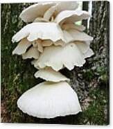 Mushroom Cluster Canvas Print