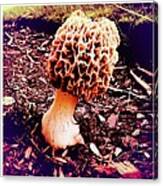 Mushroom Mushroom Canvas Print