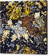 Mussels And Barnacles At Low Tide Canvas Print
