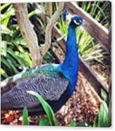 My Favourite Bird #peacock #blue #green Canvas Print