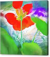 Nasturtium Canvas Print