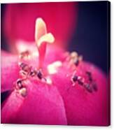 #nature #ant #flower #leaf #macro Canvas Print