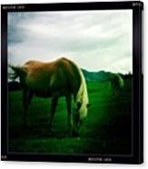 #nature #horse #horses #alps #bavaria Canvas Print