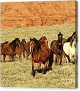 Navajo Herd In Mystery Valley Canvas Print