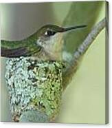 Nesting Ruby-throated Canvas Print