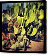 #nopal #cactus #sonoran #desert Canvas Print
