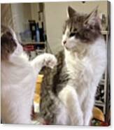 Nora And Runa,fighting 2 #cat Canvas Print