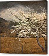 North Carolina Dogwood In Spring Canvas Print