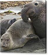 Northern Elephant Seal Male Attempting Canvas Print