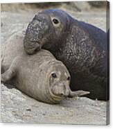Northern Elephant Seal Mating Canvas Print