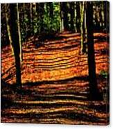Northern Michigan Forest 3 Canvas Print