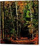 Northern Michigan Forest 4 Canvas Print