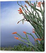 Ocotillo Fouquieria Splendens Cactus Canvas Print