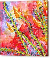 Ocotillo In Bloom Canvas Print