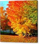 Ohio Autumn Maples Canvas Print
