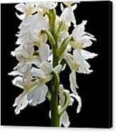 O'kelly's Spotted Orchid Canvas Print