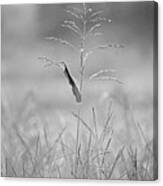 One Tall Blade Of Grass On A Foggy Morn - Bw Canvas Print