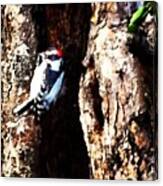 #ontario #canada #woodpecker #bird Canvas Print