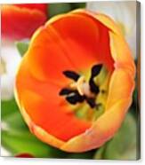Orange Tulip Canvas Print