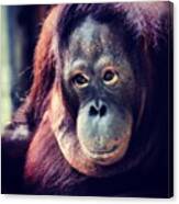 Orangutan - Pongo Pygmaeus #animal Canvas Print