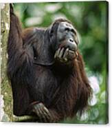 Orangutan Deep In Thought Canvas Print