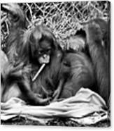 #orangutan #family #love #cute #monkeys Canvas Print