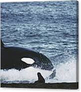 Orca Orcinus Orca Hunting South Canvas Print