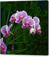 Orchid 2 Canvas Print