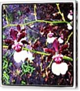 #orchid #orchids #exoticorchid #flowers Canvas Print