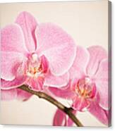 Orchid Pastel Canvas Print