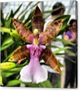 #orchidaceae #orchid #flower #colorful Canvas Print