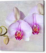 Orchids Ii Canvas Print