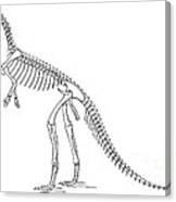 Othnielosaurus Aka Laosaurus Consors Canvas Print