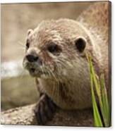 Otter #otter #animal #animals #wildlife Canvas Print