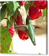 Out To Lunch. #hummingbird Canvas Print