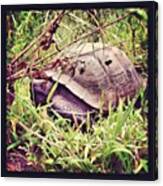 #outdoors #desert #tortoise #turtle #pet Canvas Print